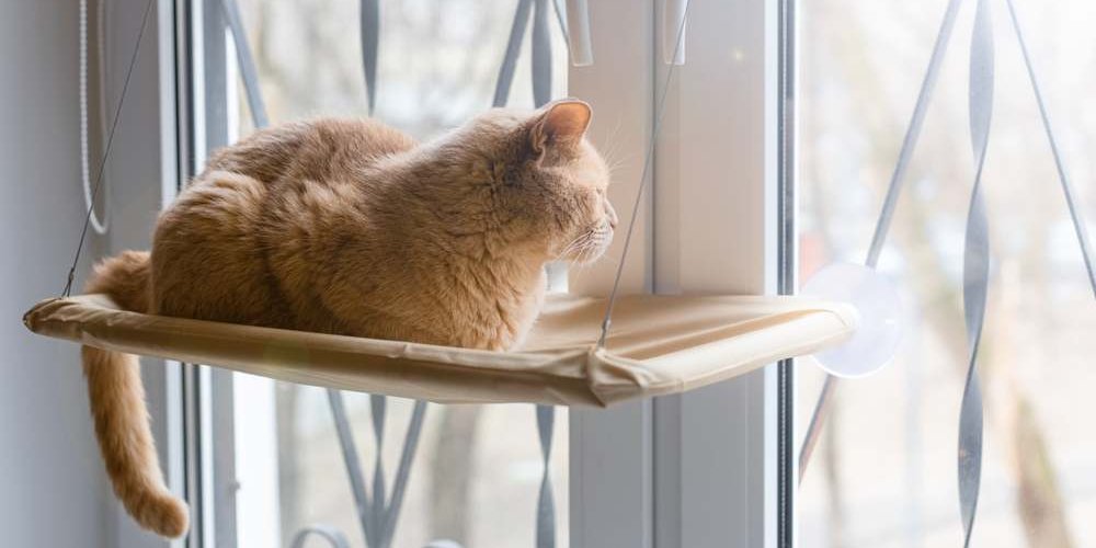 Un gato naranja sentado en la percha de una ventana mirando hacia afuera.