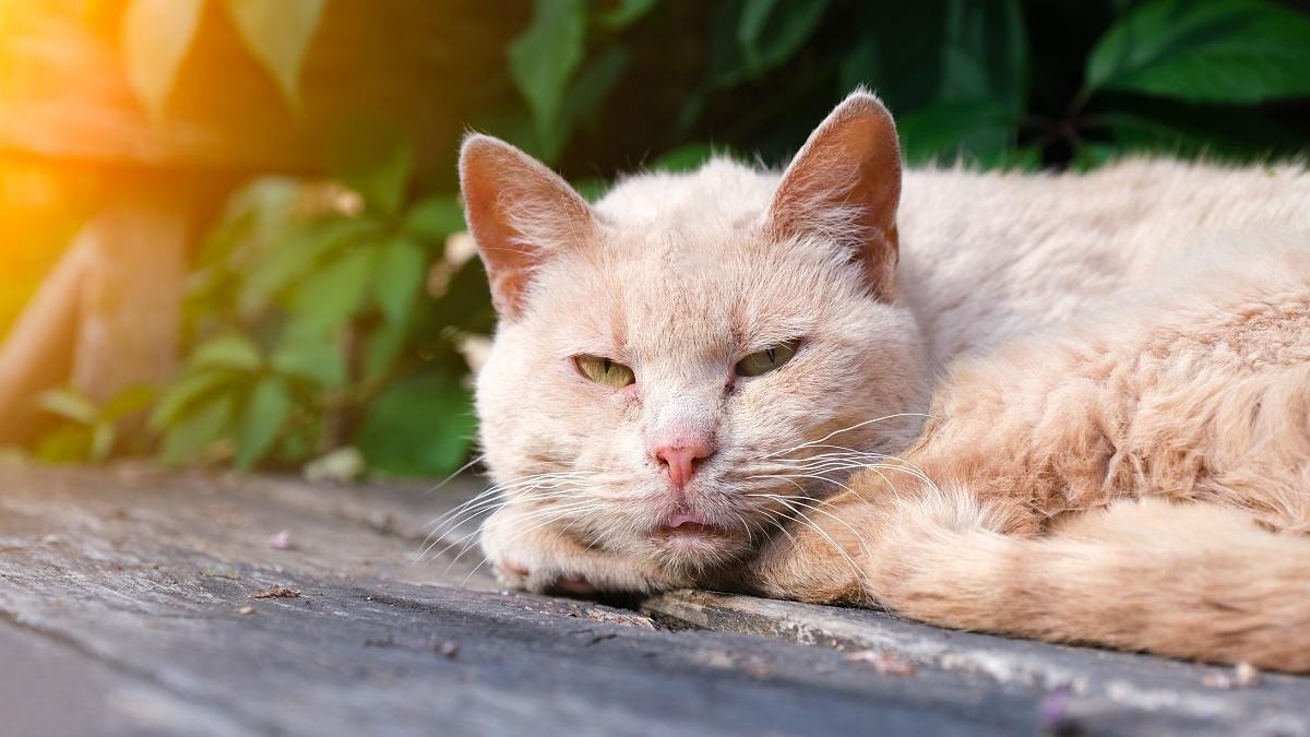 Un primer plano de un gato de color crema acurrucado y descansando con los ojos abiertos en un porche exterior o una terraza bajo el sol.