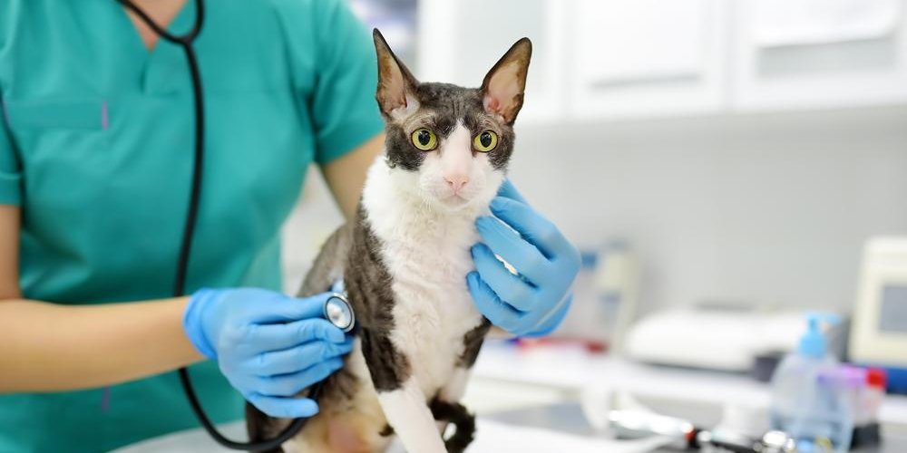 Un veterinario examina a un gato Cornish Rex con un estetoscopio.