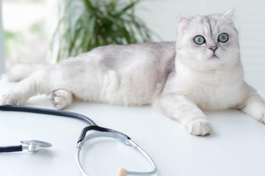Examen anual de bienestar para gatos: ¿Qué sucede, qué esperar y cuánto cuesta?