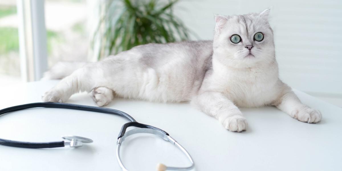 Un Scottish Fold blanco y gris sentado sobre una mesa con un estetoscopio en primer plano.