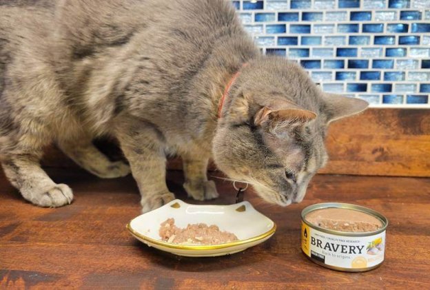 Gato intentando robar comida.