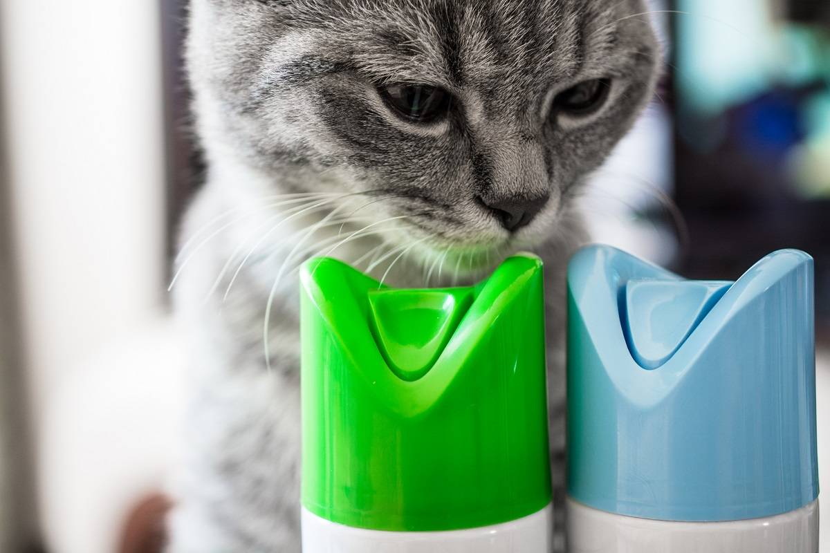 Un gato huele un cilindro de ambientador. Dos cilindros con tapas azules y verdes. Primer plano.