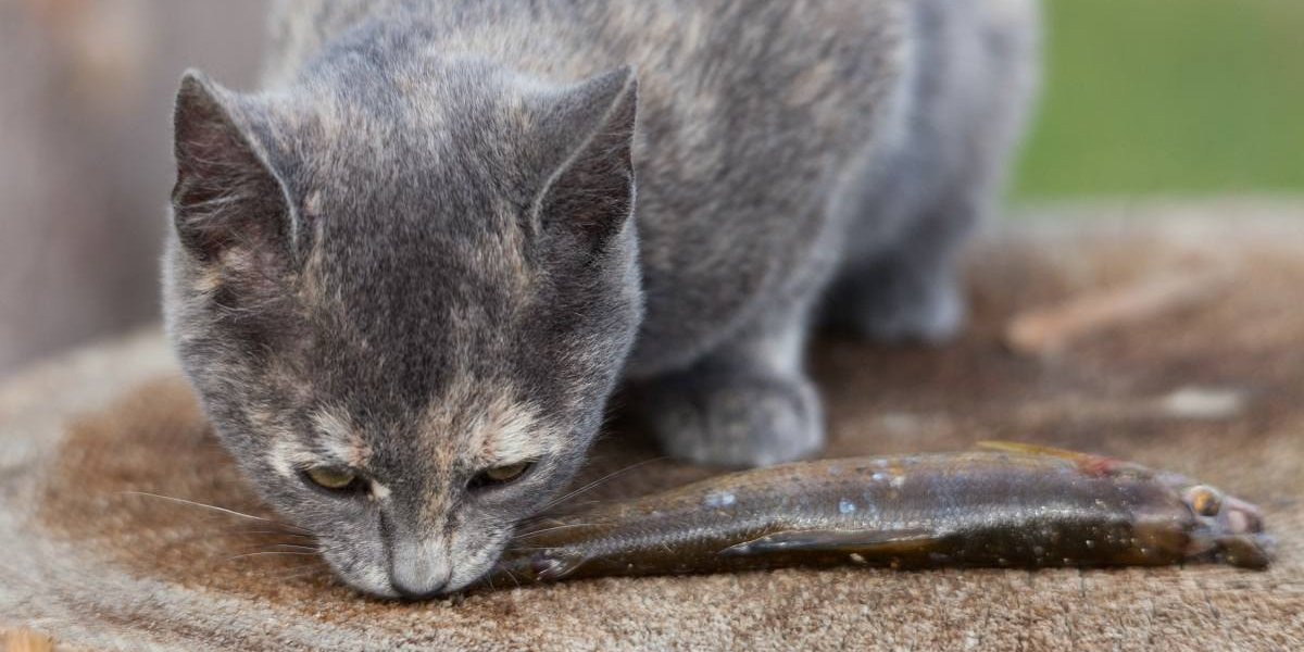 Un gato atigrado gris mordisquea un pez pequeño.