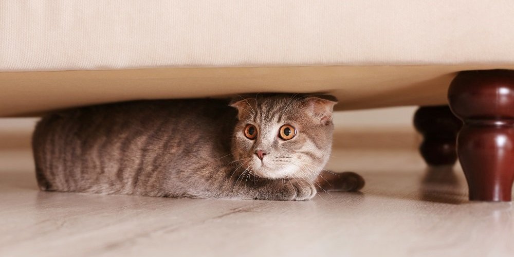 Gato escondido debajo de los muebles con los ojos muy abiertos