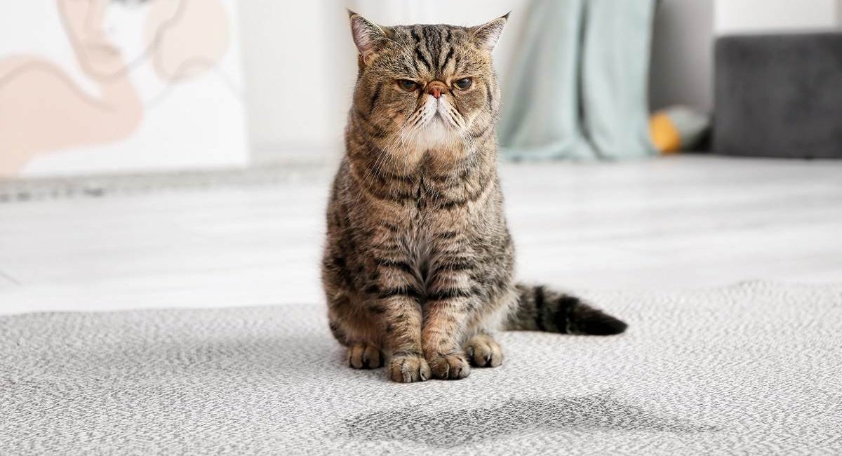 Gato mayor de aspecto gruñón cerca de un charco de orina en la alfombra.