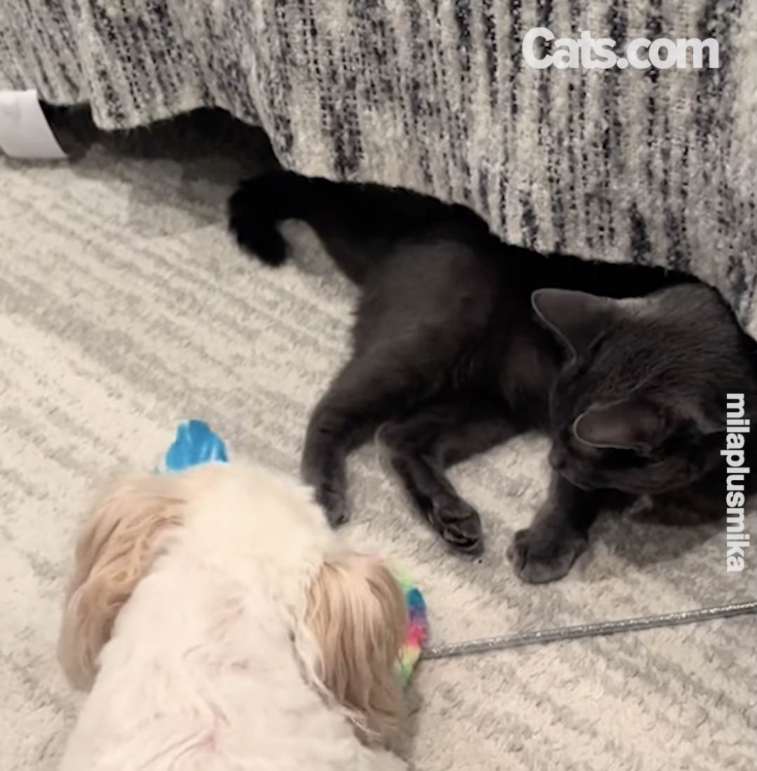 Mika juega con Mila en su nuevo hogar