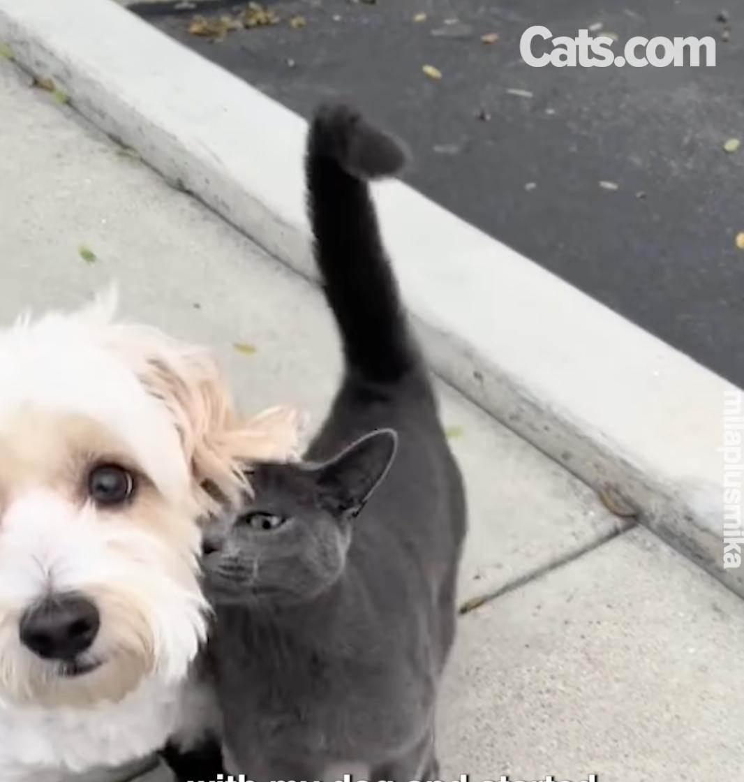 Mika, el gato callejero, se acurruca contra Mila, que está dando paseo.