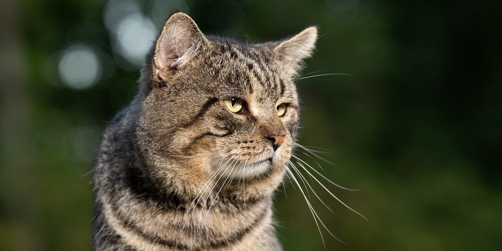 Gato atigrado macho viejo afuera en un patio en verano