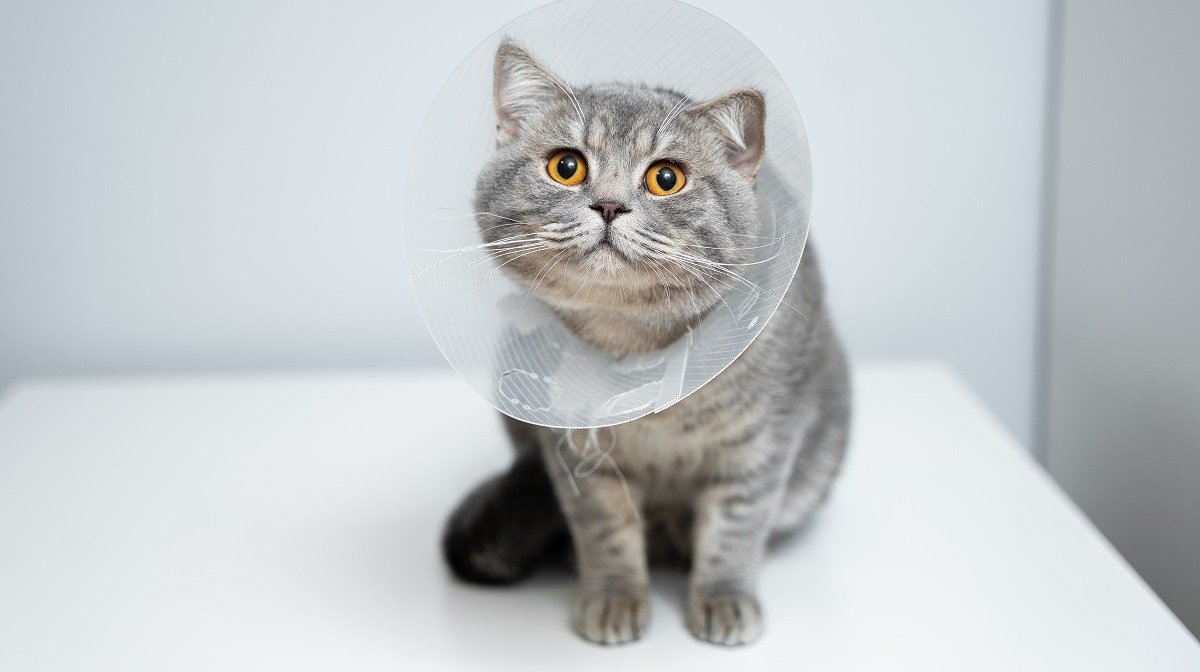 Gato gris recto escocés en un cono de plástico veterinario en la cabeza durante la recuperación después de una cirugía, posando en una clínica de animales.