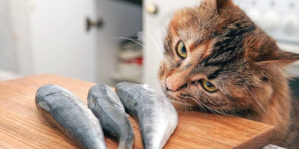 El gato tordo de pelo largo huele tres peces pequeños en una tabla de cortar.