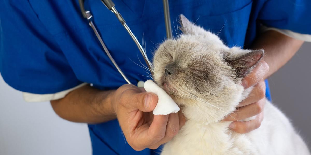 Veterinario limpiando la nariz del gato con un algodón