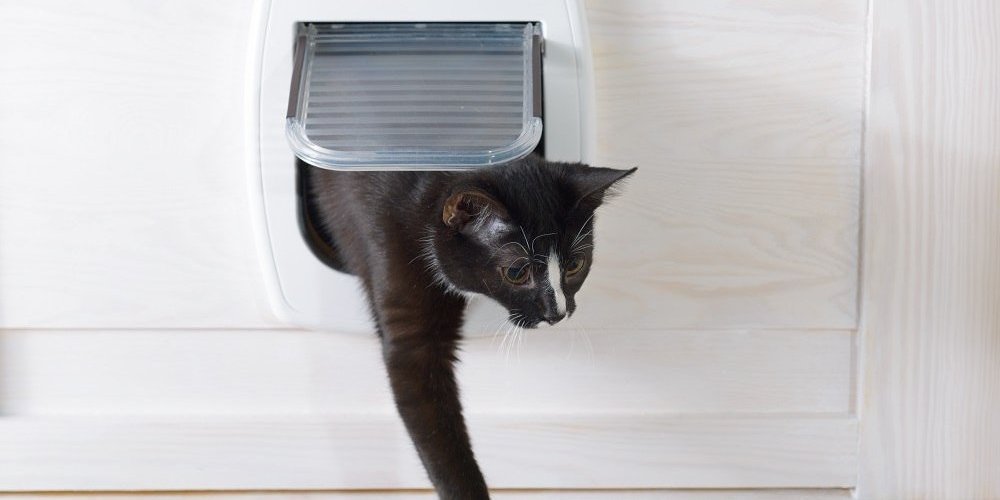 Gato saliendo de una puerta para gatos