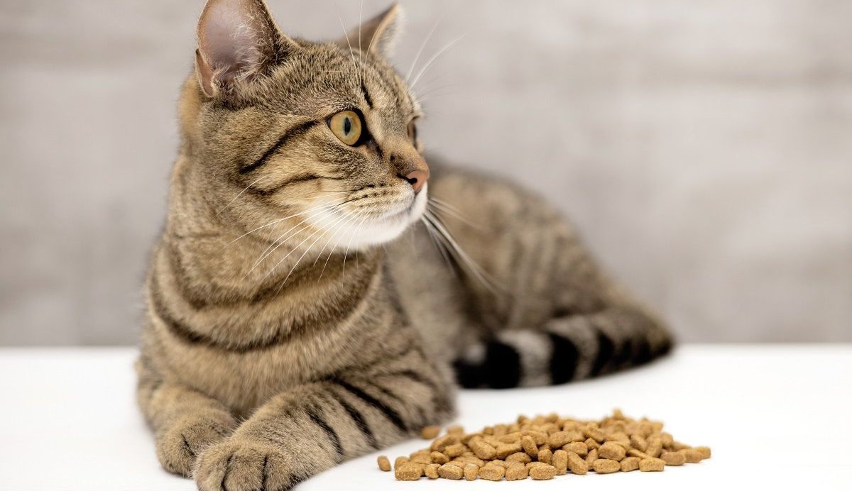 Un gato atigrado yace junto a un montón de croquetas secas