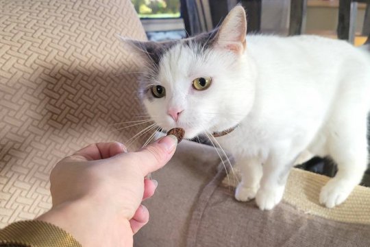 ¿Cuántos premios al día puedes darle a un gato?