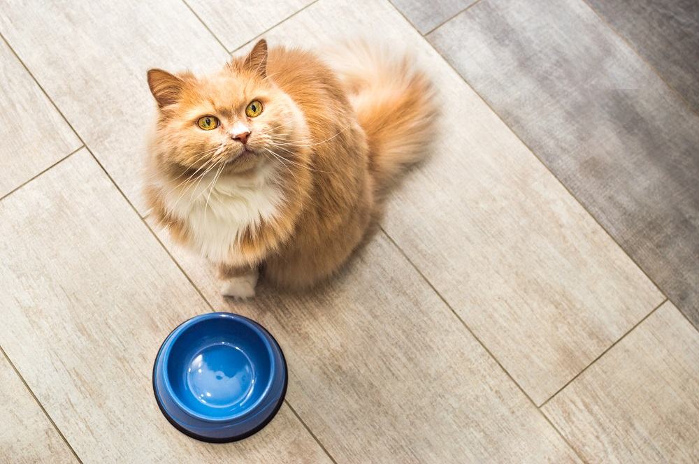 Un gato pelirrojo esponjoso se sienta a esperar junto a un plato de comida vacío