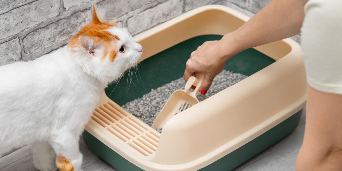 Hombre limpiando la caja de arena del gato con un recogedor