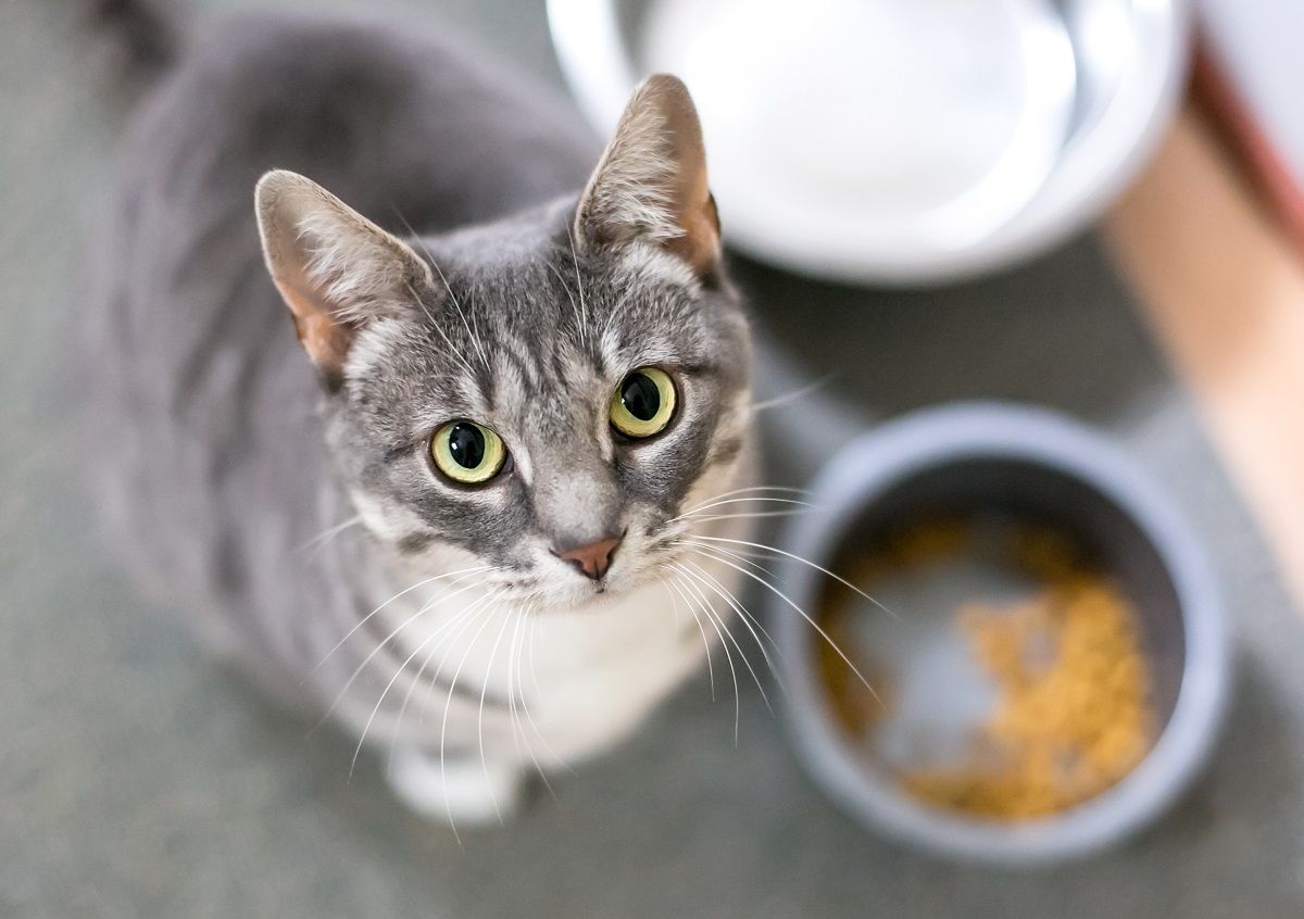 Un gato atigrado gris de pelo corto sentado junto a su plato de comida y mirando a la cámara.