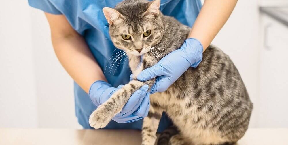 Un veterinario con uniforme azul y guantes azules sostiene la pata izquierda de un gato extendida para examinarla.