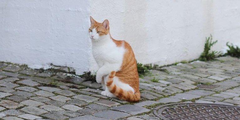 Un gato blanco y naranja en una calle adoquinada levantando su pata izquierda.