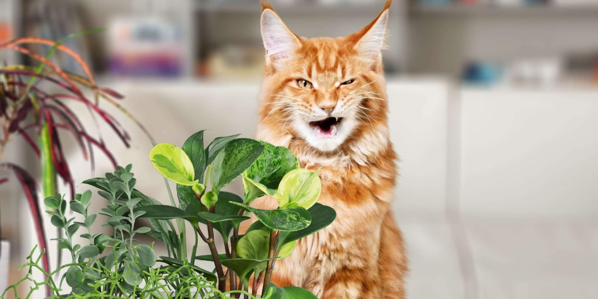 Gato naranja que parece descontento con su dieta basada en plantas.