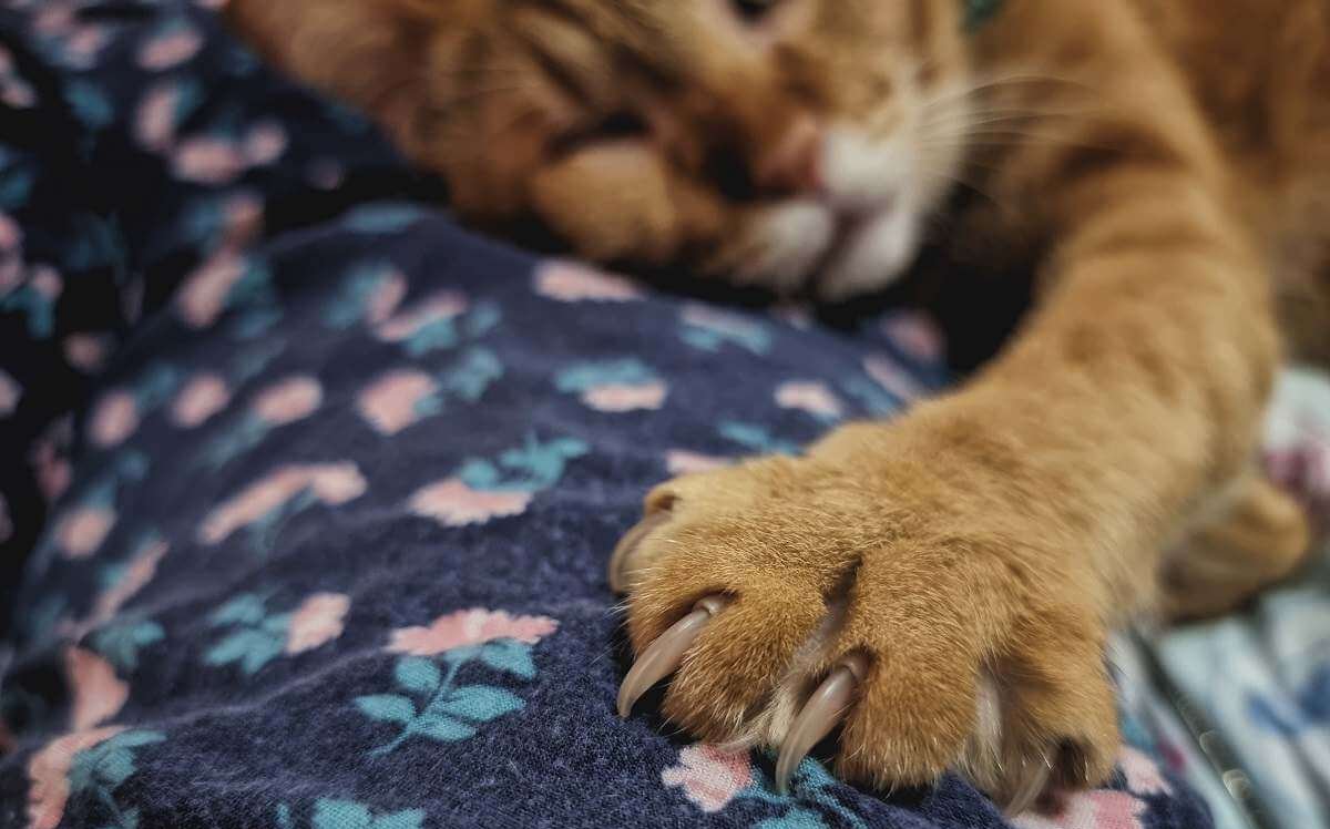 Un gato naranja durmiendo sobre una manta con el pie izquierdo extendido y una vista de cerca de la pata.