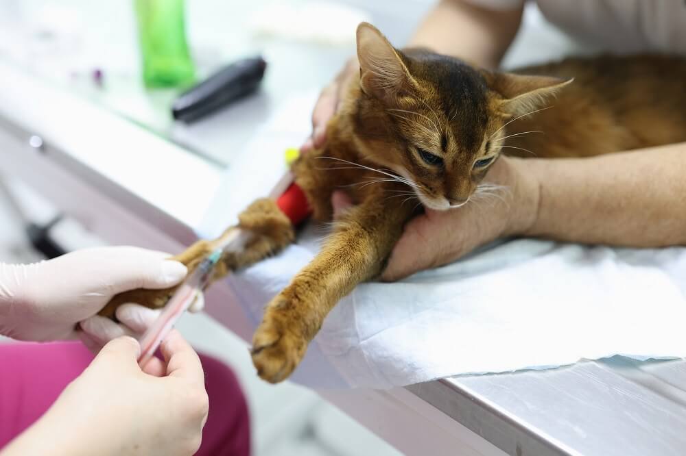 Un gato al que se le extrae una muestra de sangre de la pata delantera.