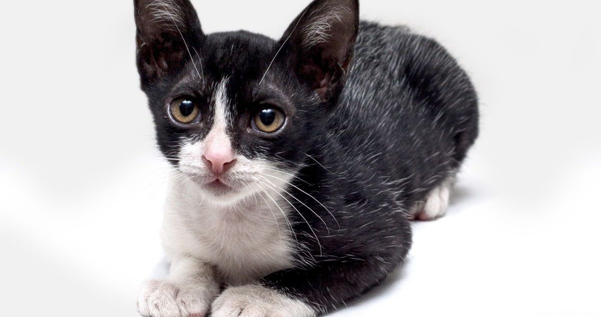 Gatito blanco y negro con motas grises en el pelaje del gato de la fiebre