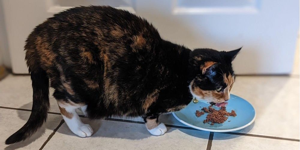 Gato mayor comiendo comida húmeda de un plato poco profundo.