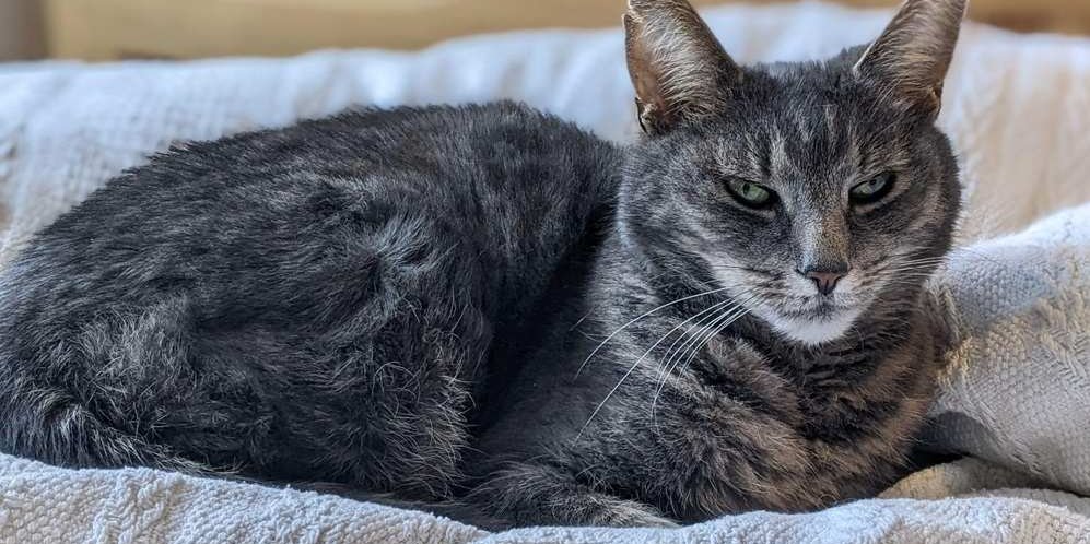 Hermoso gato mayor gris cómodo en la cama.