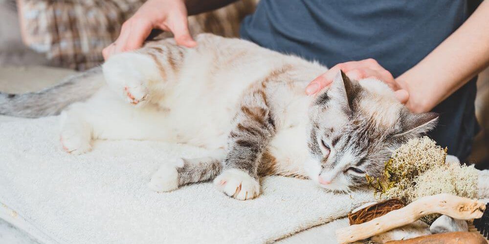 Masaje de la pata trasera del gato