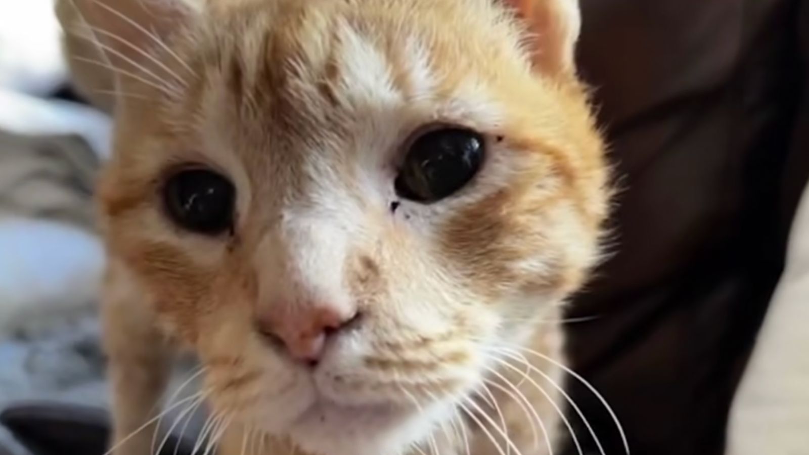 Otto está en camino de recuperarse por completo. Gato llamado Otto