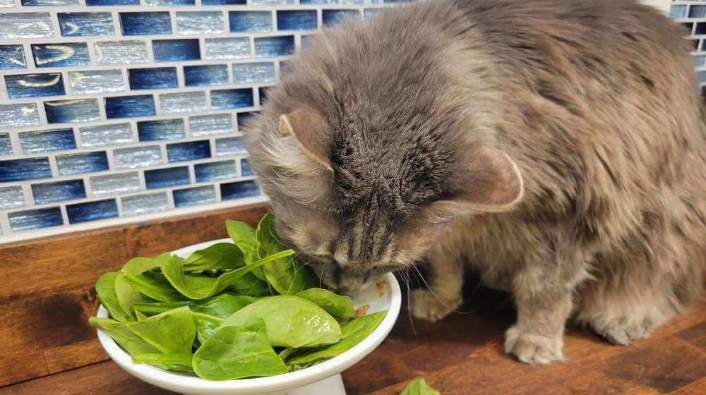 ¿Es buena la proteína vegetal para los gatos? - Cats.com