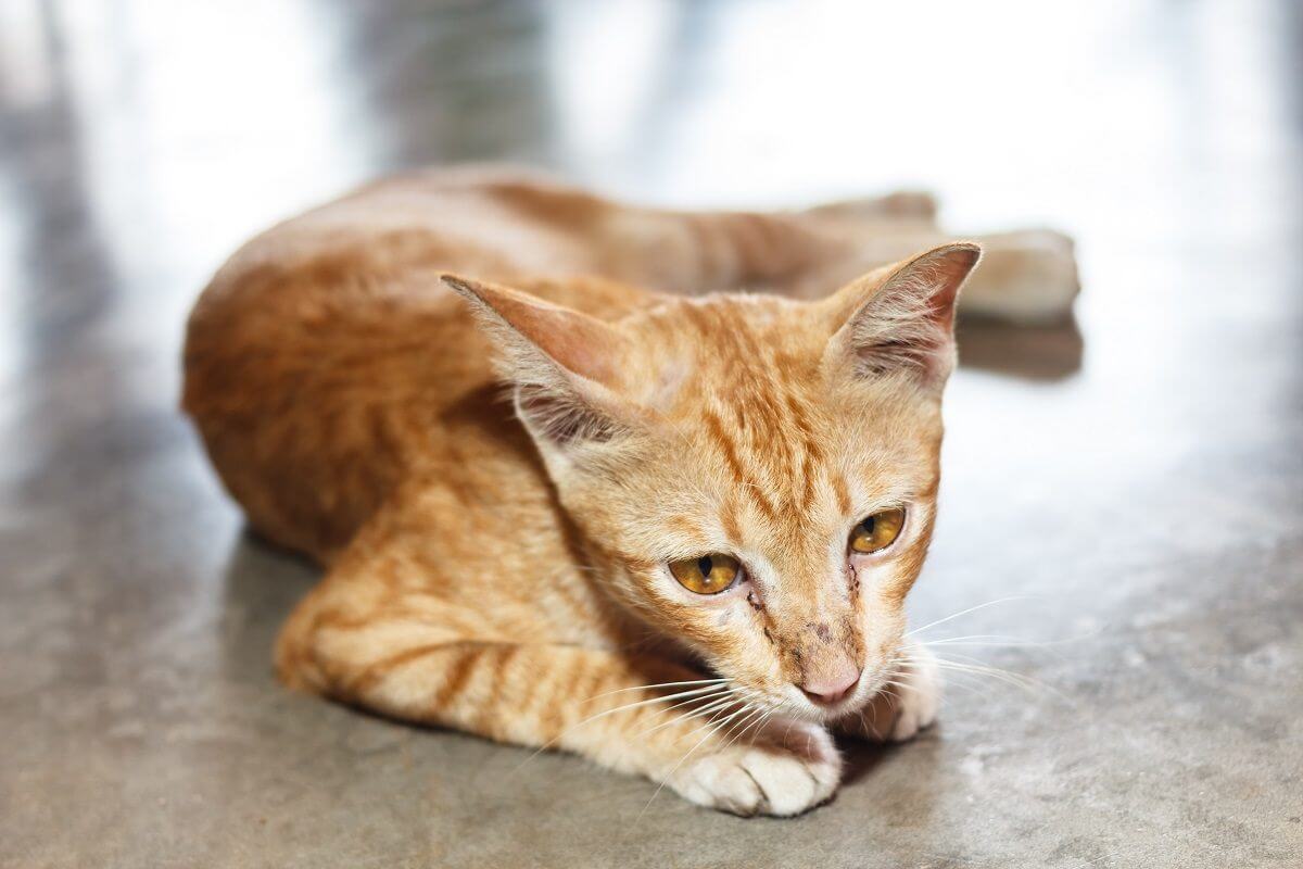 Gato pelirrojo delgado, acostado de lado