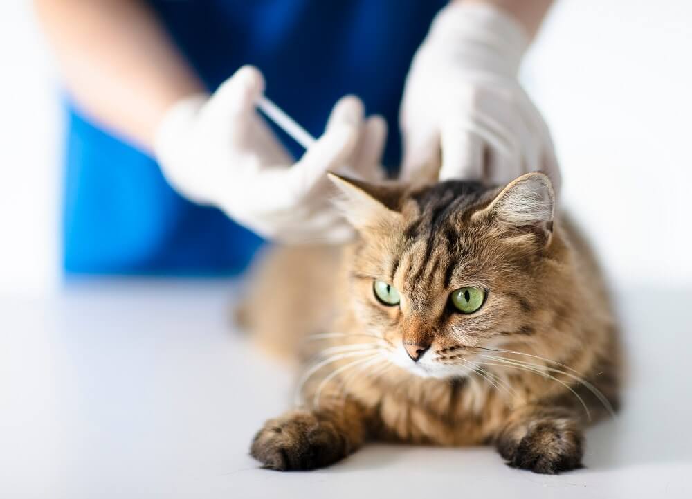 El gato yace tranquilamente en la mesa mientras el veterinario le aplica una inyección.