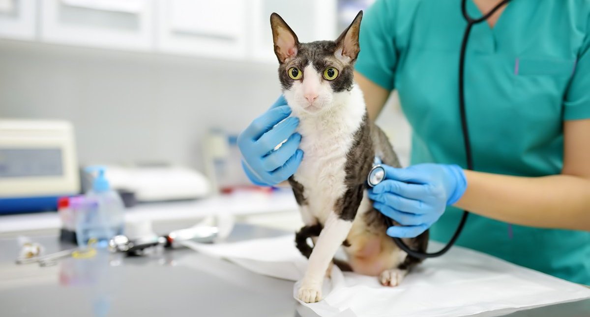 Un veterinario presiona un estetoscopio en el área del pecho de un gato.