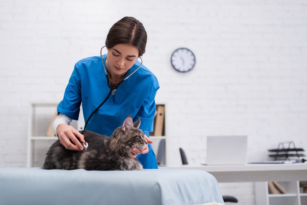 El veterinario examina a un gato con un estetoscopio