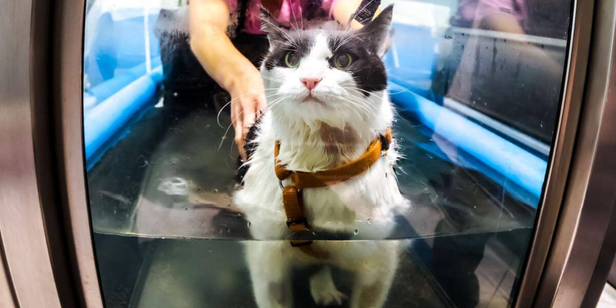 Terapia de rehabilitación veterinaria a un gato en el agua