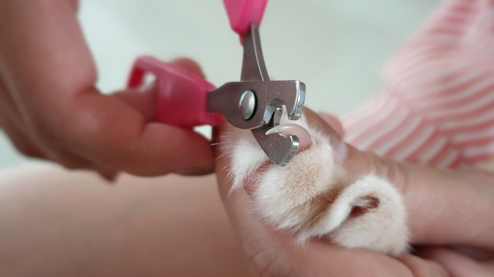 Primer plano de la pata de un gato con los dedos separados y una de las uñas afiladas siendo cortada con un cortaúñas