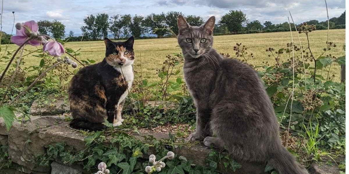 Dos gatos mayores en el campo.