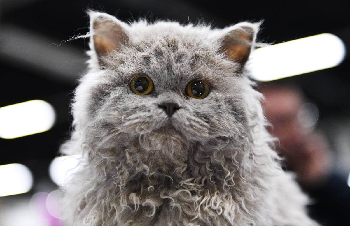 Un gatito Selkirk Rex