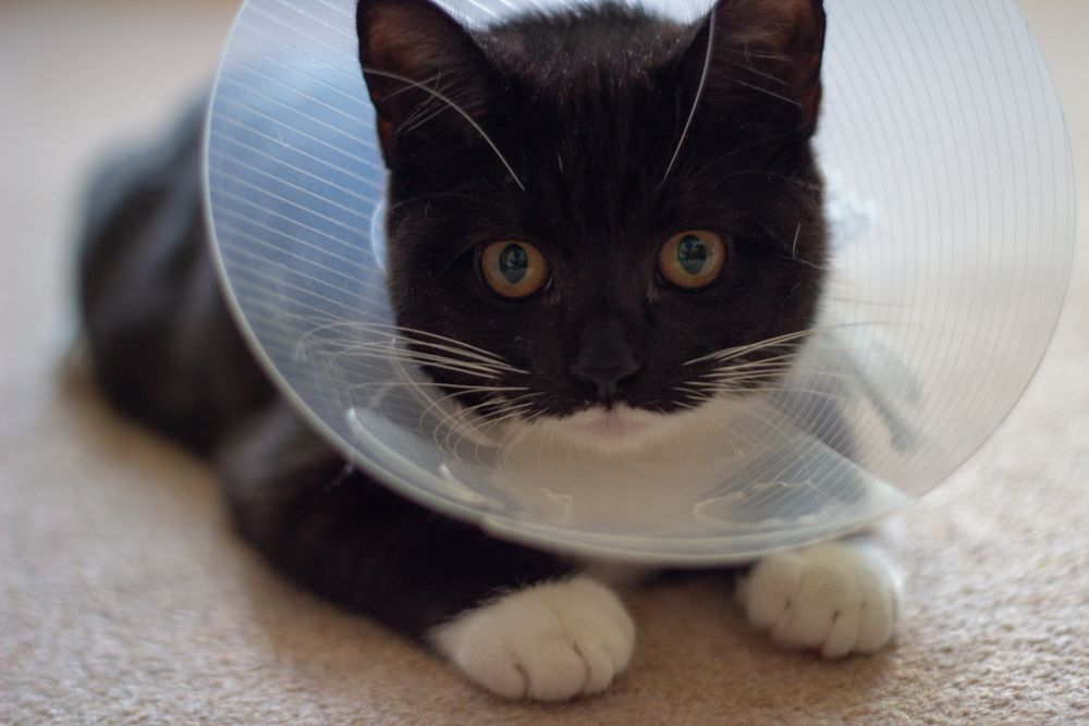 Un gatito negro está acostado con un collar isabelino alrededor de su cuello.