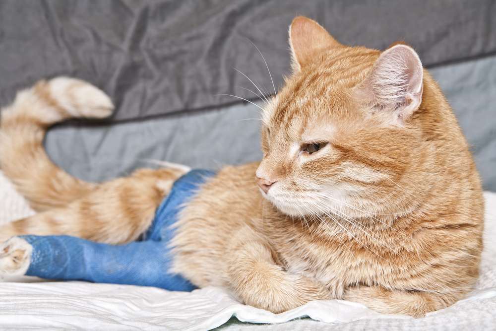 Un gato está acostado con una gasa azul envuelta alrededor de una de sus patas traseras.