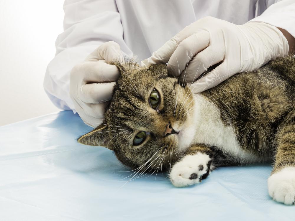 Un gato está acostado sobre su lado derecho y un veterinario examina su oreja izquierda.