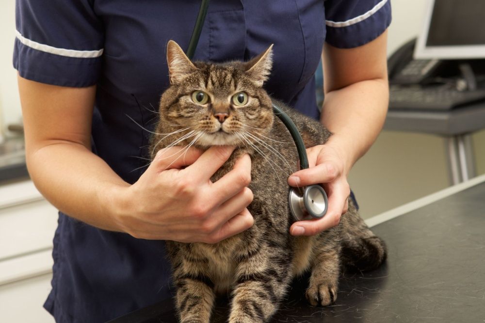 Un veterinario se coloca detrás de un gato y coloca un estetoscopio sobre su pecho.