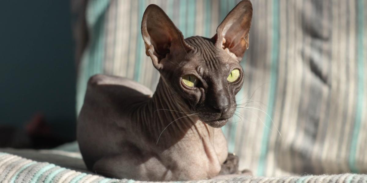 Hermoso y lindo gato sin pelo Donskoy Sphynx