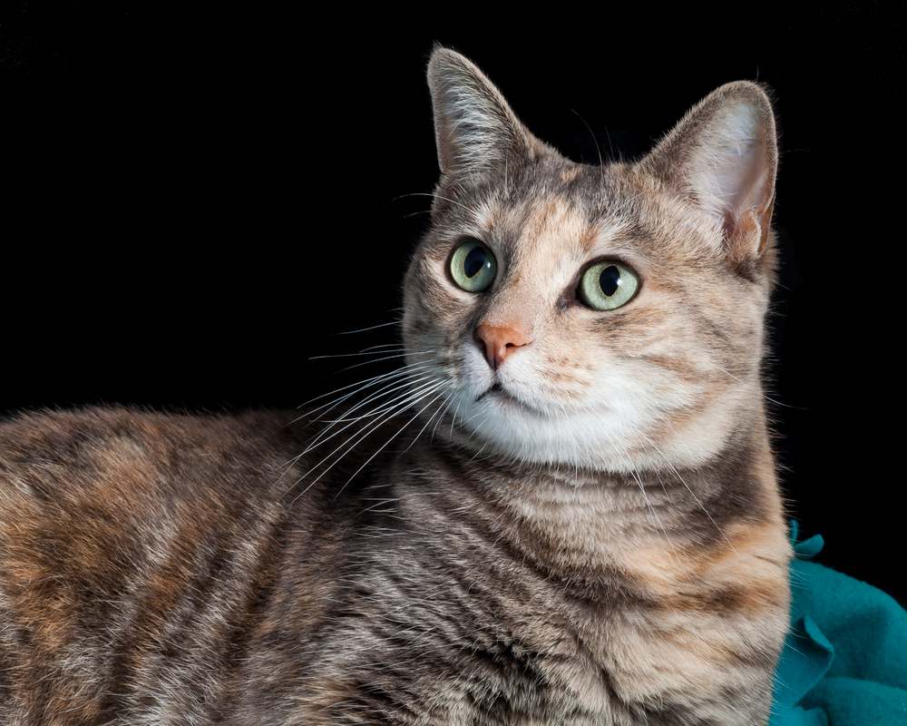 Hermoso gato atigrado color jengibre y gris con caparazón de tortuga