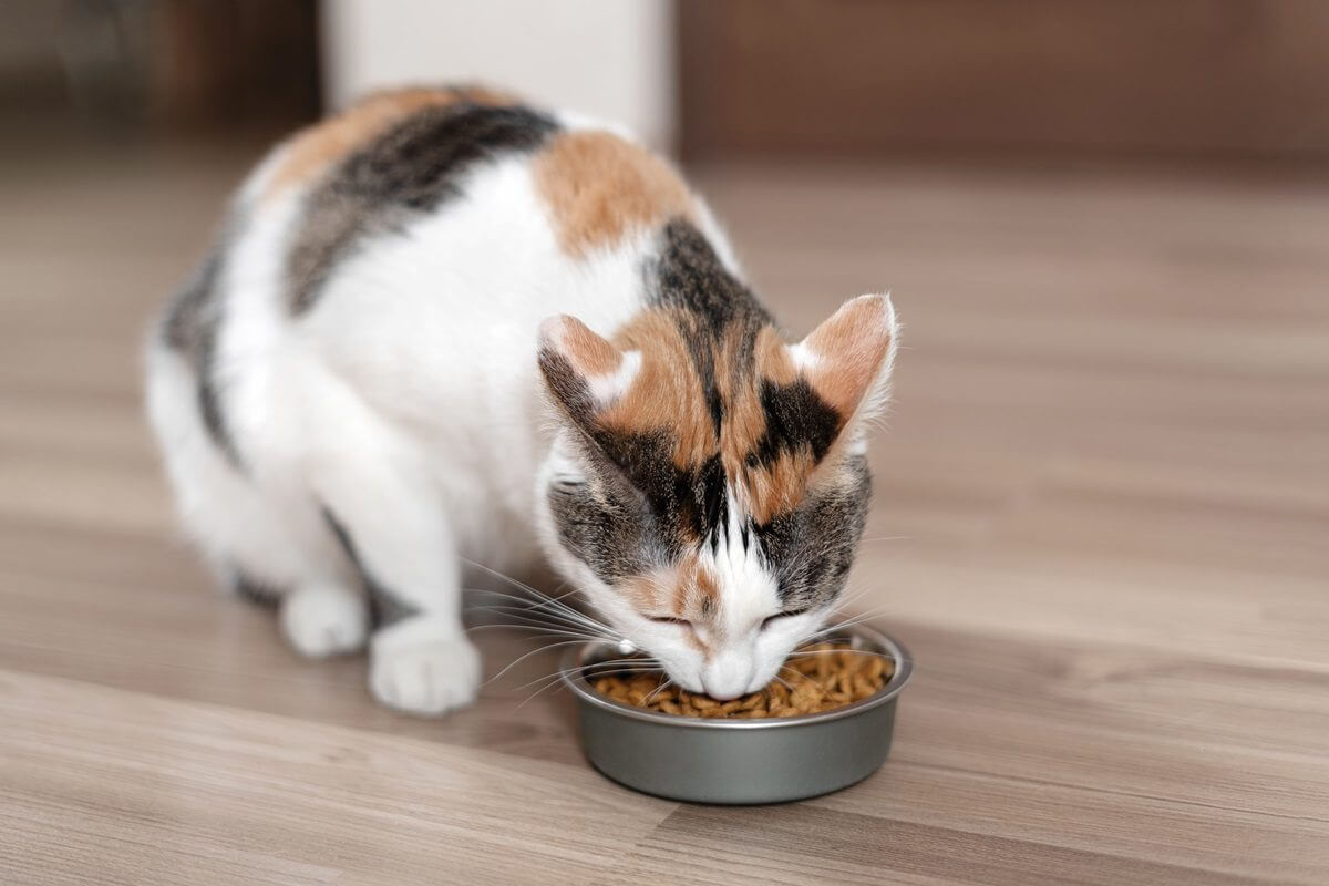 Gato calicó comiendo croquetas de un cuenco