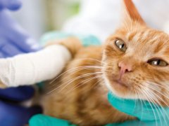 Cat lying on its left side with the lower half of its right front leg wrapped in white gauze