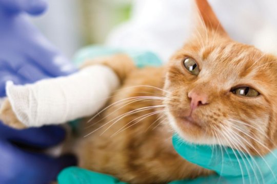 6 Consejos para maximizar los beneficios del seguro para mascotas